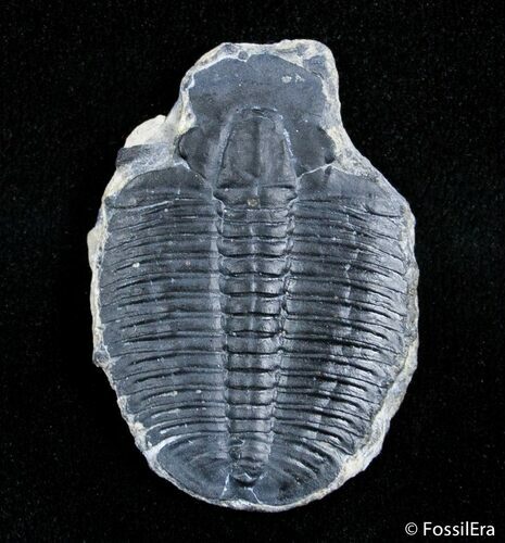 Inch Elrathia Trilobite Molt #2941
